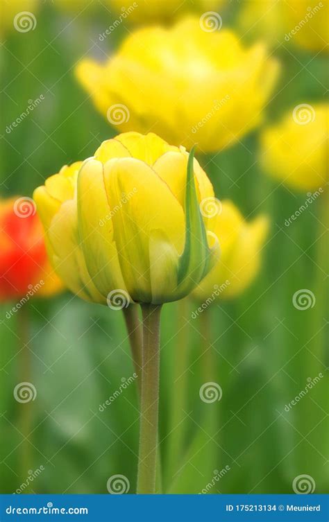 Tulips is a Perennial, Bulbous Plant Stock Photo - Image of meadow ...
