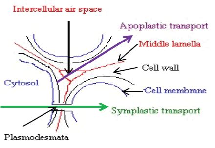 Image result for Apoplastic Pathway Model Kit