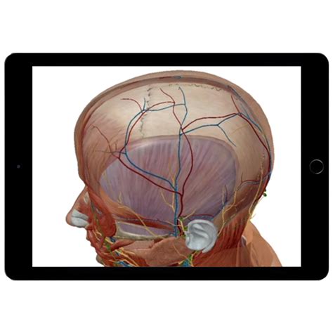 Image result for Visible Body Courseware