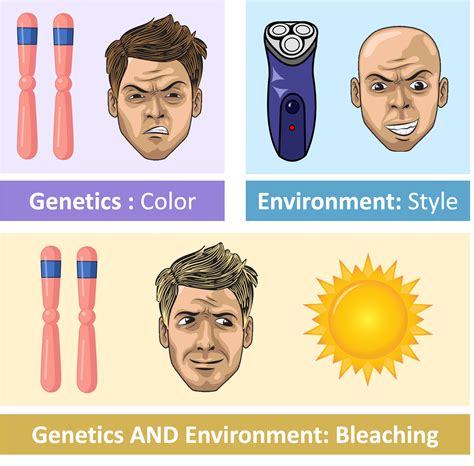 Image result for Phenotype Example