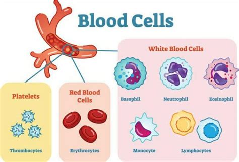 Describe various types of blood cells along with their functions ...