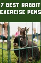Image result for Rabbit Exercise Yard