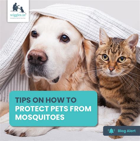 How To Protect Pets From Mosquitoes? | Wiggles Blog