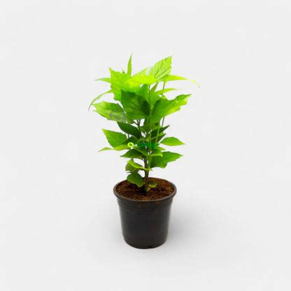 Buy Parijat Plant, Parijatak, Harsringar online @ best price
