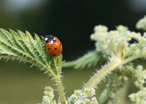 Natural World 的图像结果
