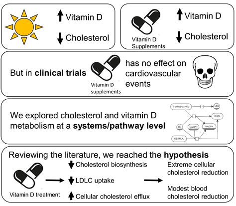 The Interdependency and Co-Regulation of the Vitamin D and Cholesterol ...