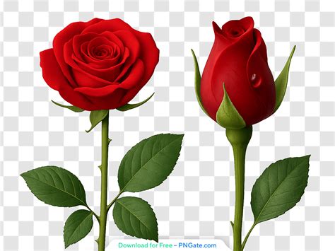 Red Rose Closed and Open Buds with Water Drops Free PNG - PNGate