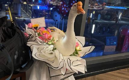 鹅的礼物怎么包装最新素材