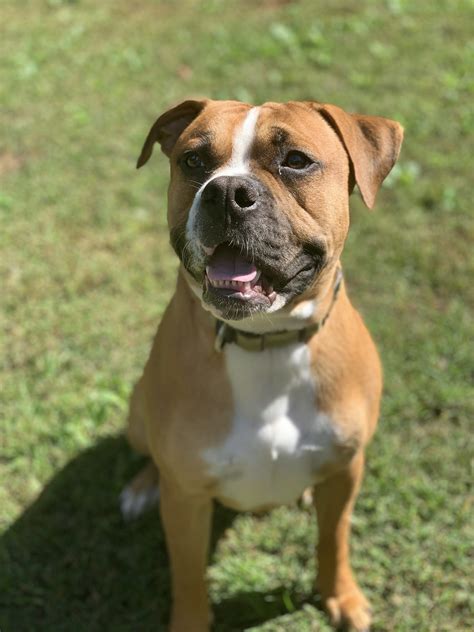 Pit/Boxer Mix Dog on Green Field