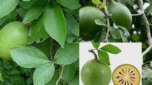 ND PLANT BAZAR Fruit Bel-Patra Plant (Pack of 1 Plant) : Amazon.in ...