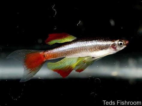 Longfin White Cloud Mountain Minnows