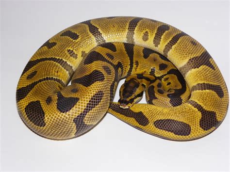 Image result for Enchi Leopard Ball Python