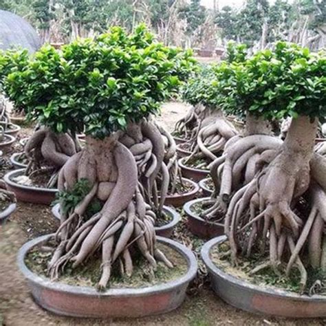 Buy Ficus Multiroots 180-200cm - Plant online from Nurserylive at ...