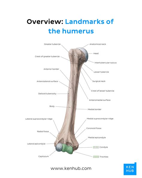 Greater Tubercle Of Humerus Muscles That Attach