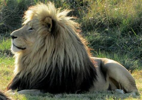 LIONSROCK BIG CAT SANCTUARY (Bethlehem, Free State) - Lodge Reviews ...
