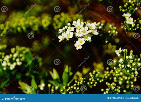 Small White Flowers with Yellow Center in Macro View on Lush Green Bush ...