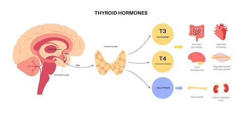 Cortisol endocrine system Images - Free Download on Freepik