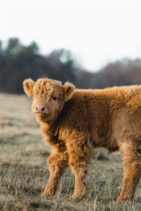 Scottish Highland Cows - Adorable Fluffy Long Haired Cow Facts!