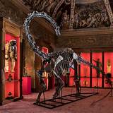 Dinosaur Fossils In Spanish at Jonathan Landseer blog