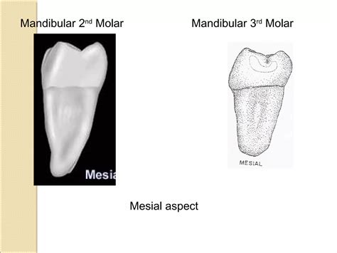 morphology of mandibular 1st,2nd,3rd molars teeth | PPT