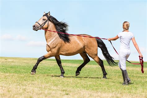 What Is A Horse Lunge Line at Margurite Stokes blog