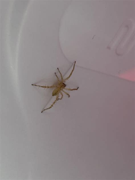 A good reason to check your straws. Is this a long-legged sac baby? Missouri, US : r/spiders