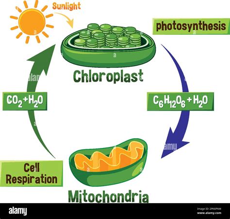 Photosynthesis and Cellular Respiration Diagram illustration Stock ...