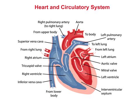 Circulatory System Heart And Lungs