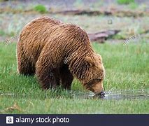 Image result for Bear Drinking Tea