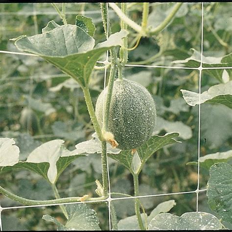 How to Make a Trellis Using Netting 的图像结果