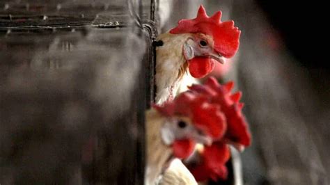 Authorities tighten observation after bird flu in Kozhikode - KERALA ...