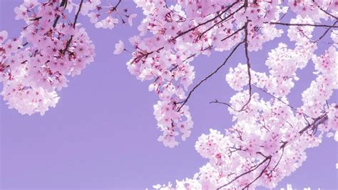 Image result for Flowering Cherry Tree