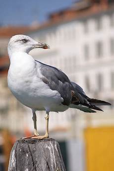 gabbiano femmina larus argentatus maschio o femmina forum natura gabbiano femmina larus argentatus maschio o femmina forum natura