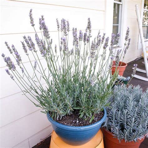 Best Lavender Varieties for Canada Zone 3