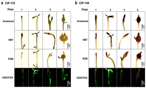 H2O2 Participates in the Induction and Formation of Potato Tubers by ...