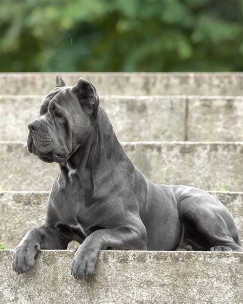 11 Cane Corso Colors and Markings (With Pictures)