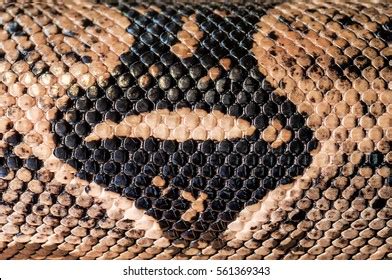 Image result for Python Skin Structure