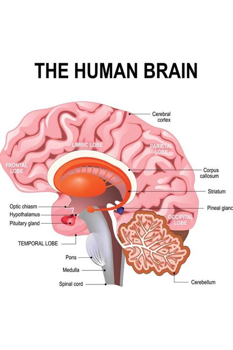 Buy Laminated Detailed Anatomy of The Human Brain Chart Sign 12x18 inch ...
