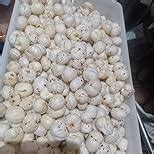 Farmley Prasadam Makhana, 100 g, Fit for Fasting | Foxnuts, Lotus Puffs ...