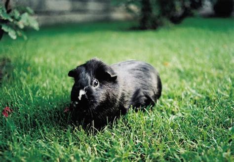 Guinea Pigs as Pets - FOUR PAWS International - Animal Welfare Organisation