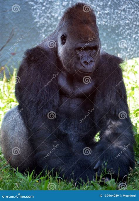 Gorillas are Ground-dwelling, Predominantly Herbivorous Apes Stock ...