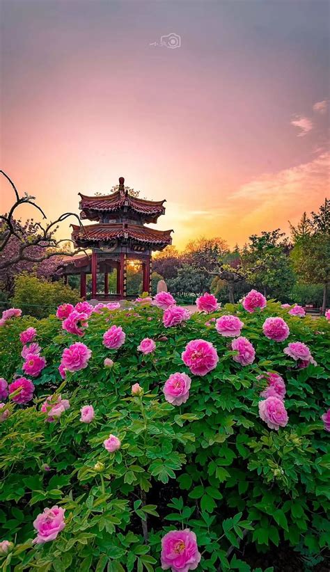 2021年洛阳牡丹文化节开幕式在应天门北广场盛大举行 - 洛阳牡丹文化节