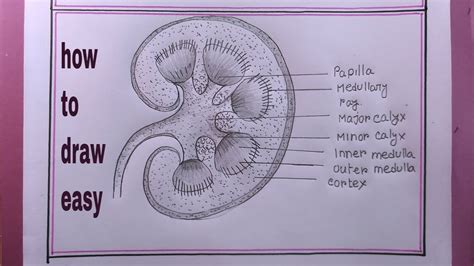 How to Draw Kidney in Easy Way 的图像结果