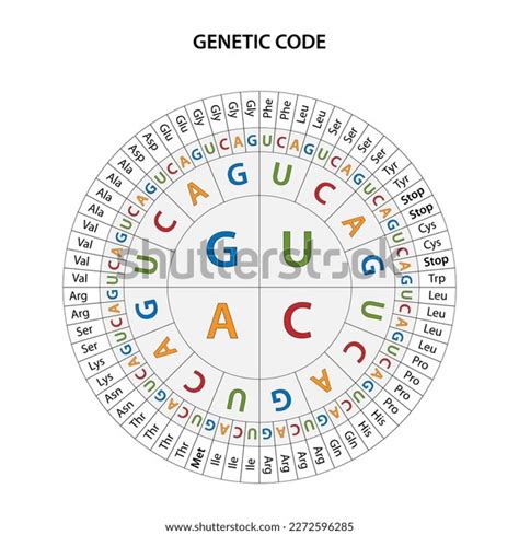 Genetic Code Chart 的图像结果