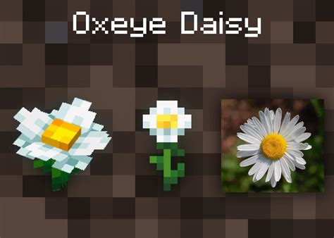 Where To Find Oxeye Daisy Minecraft