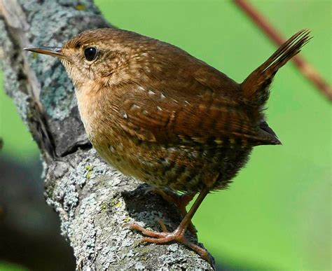 Image result for Birds Flying Compilation