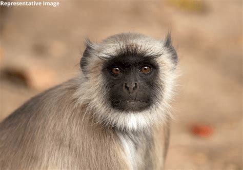 PETA इंडिया एवं उत्तर प्रदेश वन विभाग ने मिलकर कई हफ़्तों से बंदी बनाकर ...
