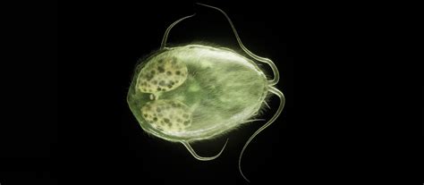 Giardia In Dogs Common