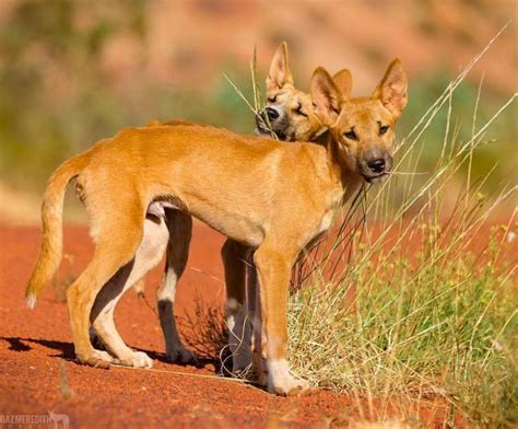 Dingo pups | Wild dogs, Animals wild, Australian animals