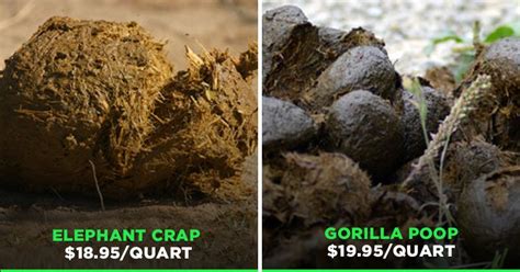 This Website Anonymously Sends Actual Elephant & Gorilla Poop To People ...